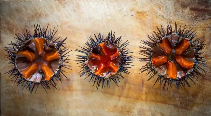 L'oursinade &agrave; Carry-le-Rouet