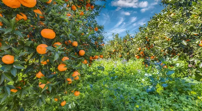 D&eacute;lices de la C&ocirc;te des Orangers