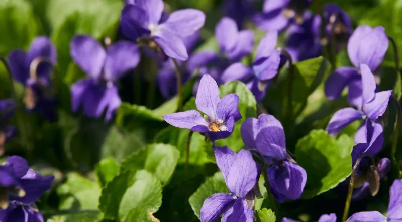 Fête de la Violette à Tourettes