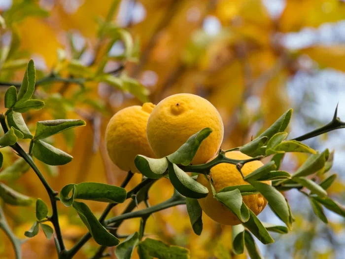 Fête du Citron Menton