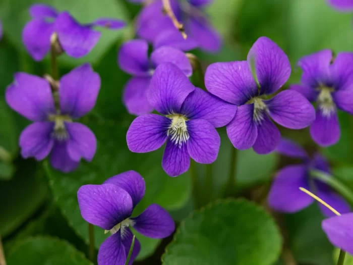Fête de la Violette Tourettes